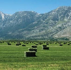 Blue Mountain Hay | Fresh Timothy Hay (5 Pounds) | Great for All Ages | High-Altitude Hay Pet Food for Rabbits, Guinea Pigs, Chinchillas, Hamsters, and Other Small Pets