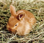 Blue Mountain Hay | Fresh Timothy Hay (10 Pounds) | Great for All Ages | High-Altitude Hay Pet Food for Rabbits, Guinea Pigs, Chinchillas, Hamsters, and Other Small Pets