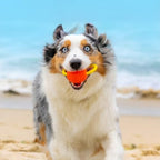 Project Hive Large Looped Dog Ball | Interactive Toys Compatible with Hive Zoomer Dog Ball Thrower | Perfect for Fetch and Tug Play | Orange