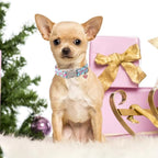 Unique style paws Valentine's Day Dog Collar Plastic Buckle Collar with Pendant Colorful Love Heart Gift Wedding Small Medium Large Boys Girls Dogs