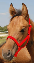 Jeffers Pony Halter #21 Color: Red
