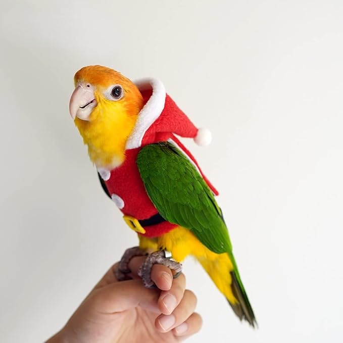 Bird Clothes Birds Flight Suit, Christmas Hoodie for Parrots Cockatiel Sun Conure Christmas Party Cosplay Photo Prop Bird Shirt Small Animals Apparel (with Diaper,Eclectus)