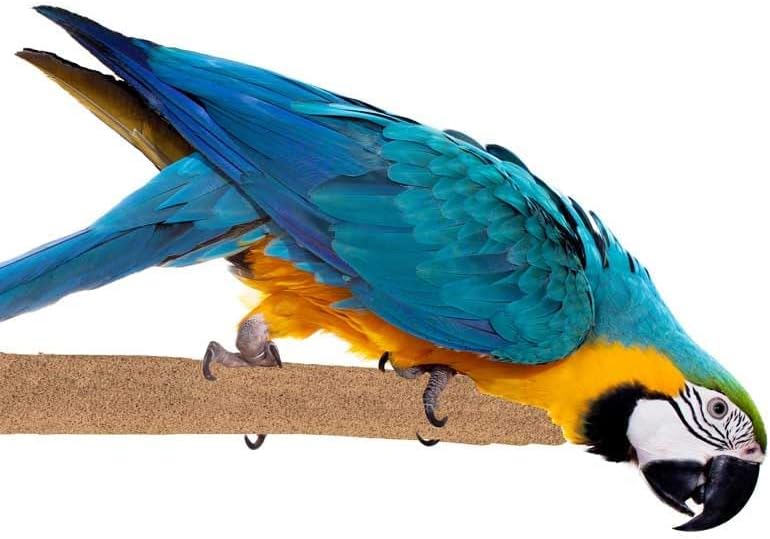 Super Bird Creations SB1154 Sure-Grip Grooming Perch Extra Large, Large/XL Bird Size - Enriches Beak and Foot Health - Ideal for Parrots African Greys Cockatoos - XL Bird Size, 1 1/4" diam x 12" (XL)