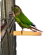 Polly's Pastels Nail Trimming & Beak Conditioning Safety Perch for Cockatiels, Cockatoos, Macaws, Parakeets, Budgies, Parrots and All Other Birds (Coral, Baby Medium-3/4 Dia. x 5" Long)