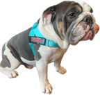 Adjustable Dog Harness– No Pull, No Choke – for English Bulldogs, French Bulldogs, Pugs & Broad-Chested Breeds – Easy, Safe Walks (Tiff Blue, Small)