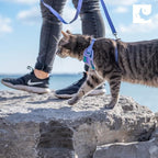 RC Pets Adventure Kitty Cat Harness | Adjustable Airmesh Vest with D-Ring and 6ft Leash for Walking and Travel | Lil Heart, Medium