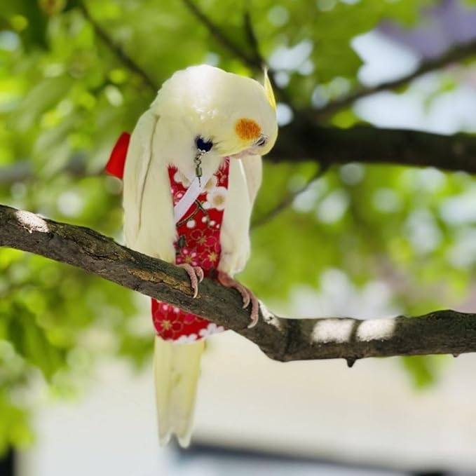 Bird Diaper Parrot Washable Diapers, Parrot Flight Suit, Reusable Nappies for Parakeet Cockatiel Mini Macaw Budgie Conure Lovebird (Black,M)