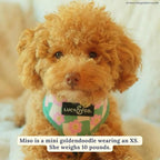 Lucy & Co. Reversible Dog Harness - Water-Repellent Neoprene, Dual-Print Design, Easy Swap Style, Adjustable Comfort Fit - Just Chill Reversible Harness - X-Large