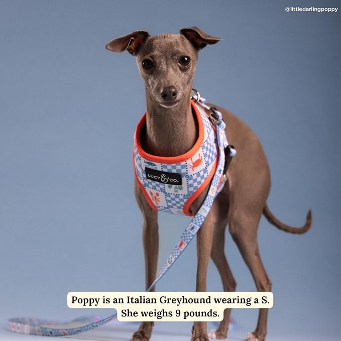 Lucy & Co. Sunny in Sicily Reversible Dog Harness, Adjustable Comfort Fit with Dual Leash Attachments, X-Small
