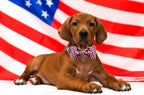 Lionet Paws Patriotic Dog Collar with Bowtie, 4th of July, Soft and Comfortable, Adjustable Collar for Small Dogs, Neck 10-16 inches