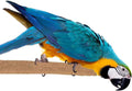 Super Bird Creations SB1154 Sure-Grip Grooming Perch Extra Large, Large/XL Bird Size - Enriches Beak and Foot Health - Ideal for Parrots African Greys Cockatoos - XL Bird Size, 1 1/4" diam x 12" (XL)