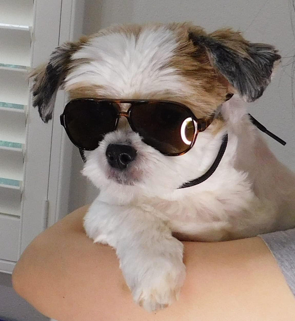 G029 Dog Cat Pet Aviator Sunglasses Glasses for Small Breeds up to 15lbs (Tortoise Brown)