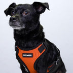 Voyager Step-in Pet Harness - All Weather Mesh, Adjustable Step in Harness for Cats and Dogs by Best Pet Supplies - Orange/Black Trim, M
