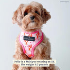 Lucy & Co. Reversible Dog Harness - Water-Repellent Neoprene, Dual-Print Design, Easy Swap Style, Adjustable Comfort Fit - Howdy Honey Reversible Harness - X-Large