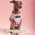 Lucy & Co. Dolce Vita Reversible Dog Harness, Adjustable Comfort Fit with Dual Leash Attachments, Medium