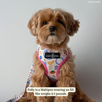 Lucy & Co. Dolce Vita Reversible Dog Harness, Adjustable Comfort Fit with Dual Leash Attachments, Small