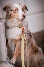 Soft Leather Dog Collar and Leash (6.6') Set - Stylish Rose Gold Heavy Duty Metal Buckle, 4 Adjustable Lengths Leash for Small Medium Large Dogs - Comfortable & Easy to Clean Beige XS(8"-12")