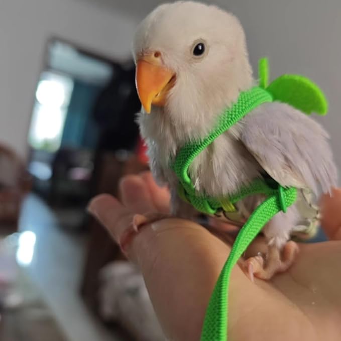 Adjustable Bird Diaper Harness Flight Suit Clothes with 80 Inch Flying Leash Rope for Parrots Conure Cockatiel (Blue,M)