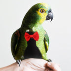 POPETPOP Flying Bird Diapers - Rubber Chew Stick & Cotton Suit for Cockatoo, Parrot & Other Flight Birds
