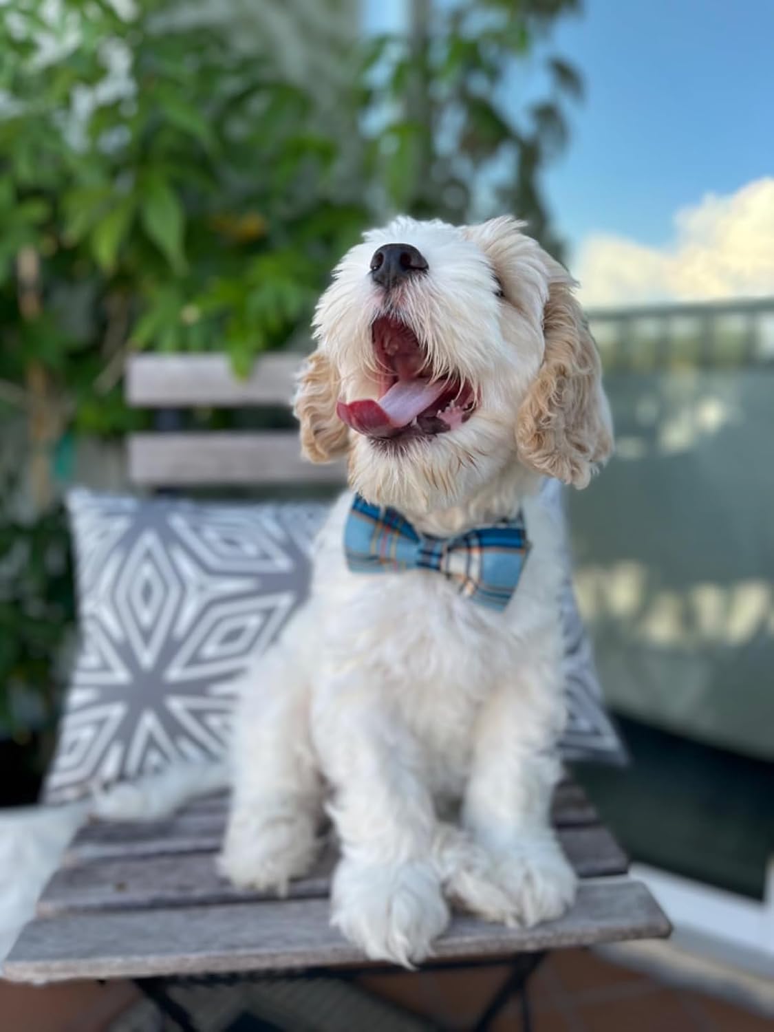 Lionet Paws Boy Dog Collar with Bowtie, Comfortable Adjustable Cute Blue Plaid Bow Tie Collar for Male Dogs Gift, Small, Neck 10-16 inches