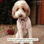 Lucy & Co. Reversible Dog Harness - Water-Repellent Neoprene, Dual-Print Design, Easy Swap Style, Adjustable Comfort Fit - Iced Coffee SZN Reversible Harness - X-Large
