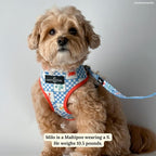 Lucy & Co. Sunny in Sicily Reversible Dog Harness, Adjustable Comfort Fit with Dual Leash Attachments, Medium