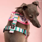 Lucy & Co. Dolce Vita Reversible Dog Harness, Adjustable Comfort Fit with Dual Leash Attachments, Medium