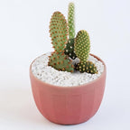 Pulovin 5 lbs White Aquarium Gravel, 1/5 Inch White Rocks for Plants, Small Pebbles for Vases, Succulents, Bamboo, Natural Decorative Pebbles for Plants Drainage, Cactus, Crafts
