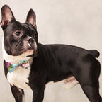 Adjustable Bow Tie Set (10-Pack). A small, easy way to dress up any outfit.