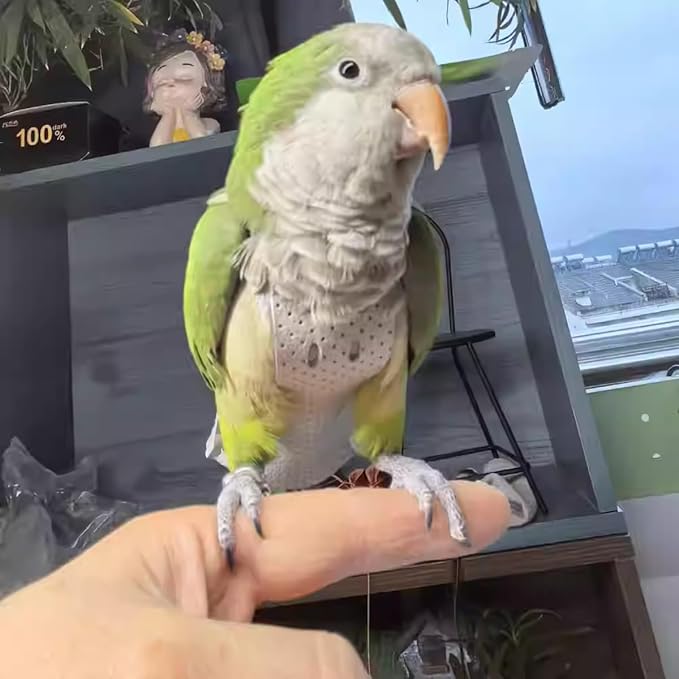 Premium Genuine Cowhide Bird Flight Harness Anti Bite Breathable Parrot Diaper Parrot Suit with Leash for Parakeet Conure Quaker Flying Clothes Rope and Handle (Without Leash,Macaw)