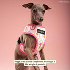 Lucy & Co. Dolce Vita Reversible Dog Harness, Adjustable Comfort Fit with Dual Leash Attachments, Small