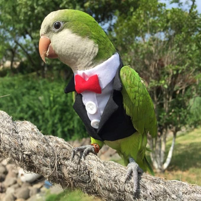 Bird Clothes Birds Flight Suit,Tuxedo Business Suit for Parrots African Greys Parakeet Cockatiel Sun Conure Christmas Party Birthday Cosplay Photo Prop Small Animals Apparel (2XL,Black Suit)