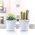 Pulovin 5LB Succulent and Cactus Pebbles, 1/5 Inch Jade Pebbles for Indoor Plants, Decorative Gravel for Vases, Bamboo, Succulent, Terrarium, Crafts, Cactus