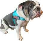 Adjustable Dog Harness– No Pull, No Choke – for English Bulldogs, French Bulldogs, Pugs & Broad-Chested Breeds – Easy, Safe Walks (Tiff Blue, Large)