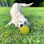 Cutie's PetBox Squeaky Rubber Spike Toy Ball for Medium, Large Dogs (3.5 Inch, Yellow)