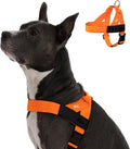 Dog Friendly Co. Dog Harness for Large Dogs (Hi-Vis Orange, Large) | One Click Buckle, Chafe Resistant Webbing, Adjustable Neck & Chest, and Heavy Duty D-Ring, Sturdy Comfortable and Easy to Use