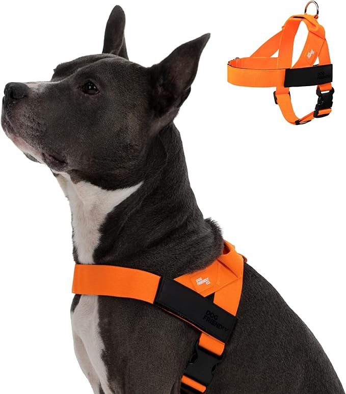 Dog Friendly Co. Dog Harness for Small Dogs (Hi-Vis Orange, XXSmall) | One Click Buckle, Chafe Resistant Webbing, Adjustable Neck & Chest, and Heavy Duty D-Ring, Sturdy Comfortable and Easy to Use