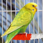 ULTECHNOVO Bird Perch Stand 6.88In Calcium Cuttlebone – High-Calcium Beak Grinding & Claw Trimming – for Parrot Cage for Cockatiel Conure African Grey