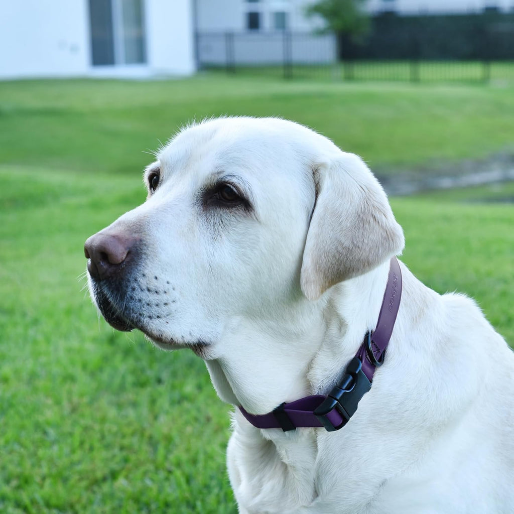 Dogline Biothane Waterproof Dog Collar with Quick Release Buckle Strong Coated Nylon Webbing with Odor- Proof for Easy Care Easy to Clean Fits Small Medium Large Dogs, Purple 3/4" W 12-19" L