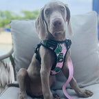 Lucky Love Dog No Pull Dog Harness, Adjustable and Easy to Walk, Cute Patterned Harness for Large Male & Female Dogs - Laguna, Large
