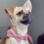 Dog Bow Tie / 50 Pcs Adjustable Elastic Rubber Band Double Layer Bow Ties for Small Medium Large Dogs & Big Cats Pet Collar Charms Accessories Bowties for Birthday Wedding Parties(50 Pcs)