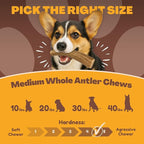 Whitetail Naturals - 3 Pack Medium - Deer Antler Dog Chews - Antlers for Medium Dogs - Long Lasting, Naturally Shed Antler Dog Bones