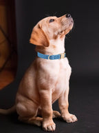 Soft Corduroy Dog Collar and Leash Set Adjustable Durable Dog Collars with Metal Buckle and Lead for Large Dogs,Royal Blue