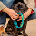 Personalized Embroidered Dog Collar - Custom Hand-Stitched Name & Number, Reflective Adjustable Pet Collar for Small/Medium/Large Dogs & Cats, Durable Nylon with Steel D-Ring (Orange, Medium)