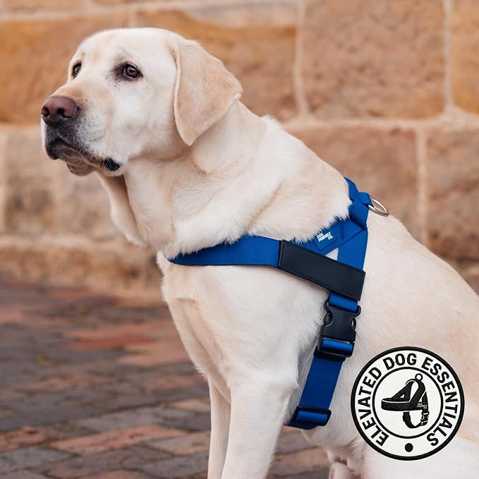 Dog Friendly Co. Dog Harness for Small Dogs (Classic Blue, XXSmall) | One Click Buckle, Chafe Resistant Webbing, Adjustable Neck & Chest, and Heavy Duty D-Ring, Sturdy Comfortable and Easy to Use