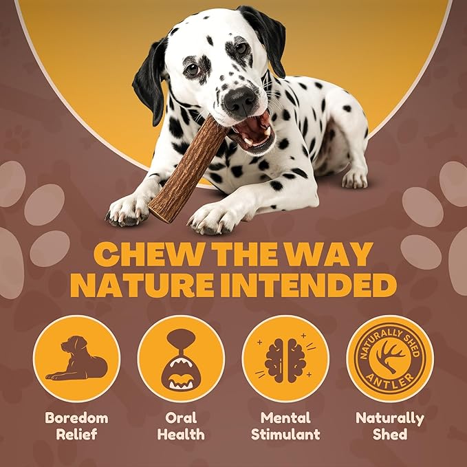 WhiteTail Naturals - Deer Antlers for X-Large Dogs (2 Pack- Jumbo XXL) All Natural Antler Dog Chew - Naturally Shed, Long Lasting Chew Bone for Big Agressive Chewers