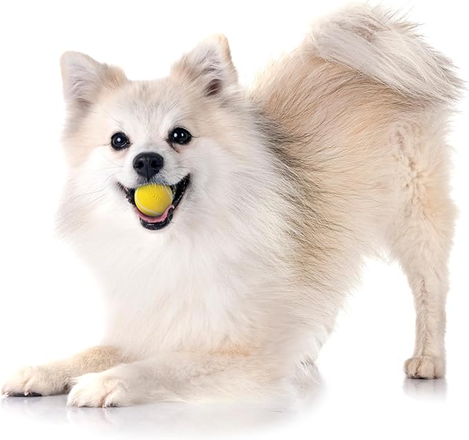 Playology Dog Toys | Squeaky Chew Ball - Bouncy Durable Floating Fetch Ball for Dogs, Value 3-Pack | Small Chicken Scented Toy - Easy to Clean and Made from Non Toxic Materials