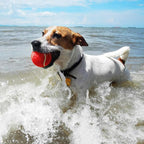 AMA SPORT Tennis Balls for Dogs 12 Pack 2.5" Multi Colors Dog Tennis Balls for Puppy Small Medium Dog Toys, Designed for Dogs Floating Water-Hunting Fetch Fun Playing Daily Exercise Mid-air Catching