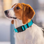 Personalized Embroidered Dog Collar - Custom Hand-Stitched Name & Number, Reflective Adjustable Pet Collar for Small/Medium/Large Dogs & Cats, Durable Nylon with Steel D-Ring (Orange, Medium)