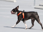 Gooby Escape Free Easy Fit Dog Harness, Step-in, Orange, X-Small | Patented escape-free frame; Contracts if they back out; Step-in easy on/off; Machine washable; Light POM leash ring